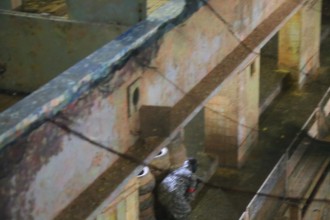 69cash_war_race_2016_171  